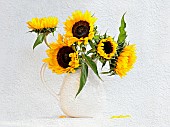 Sunflower, Helianthus annuus in jug vase. Artistic textured layers added to image to produce a painterly effect.