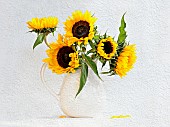 Sunflower, Helianthus annuus in jug vase. Artistic textured layers added to image to produce a painterly effect.