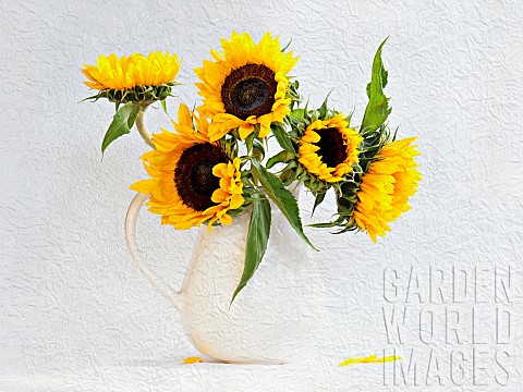 Sunflower_Helianthus_annuus_in_jug_vase_Artistic_textured_layers_added_to_image_to_produce_a_painter