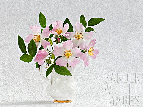 Rose_Dog_rose_Rosa_canina_posy_in__jug_vase_Artistic_textured_layers_added_to_image_to_produce_a_pai