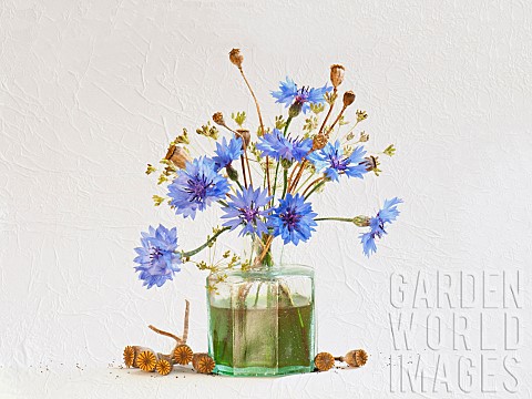 Studio_shot_of_Cornflower_Centaurea_cyanus_and_Poppy_Papaver_seedheads_arranged_in_glass_green_antiq