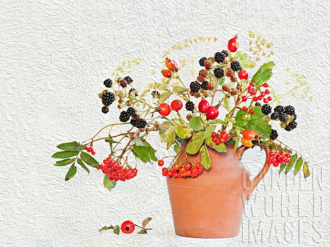 Blackberry_Rubus_cultivar_Rowan_Sorbus_and_Rosehip_Rosa_canina_in__jug_vase_Artistic_textured_layers
