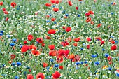 Wild flower meadow with Papaver rhoeas,  Field poppy, Centaurea cyanus, Cornflower and Anthemis arvensis, Corn Chamomile, growing outdoor.