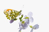 Studio shot of Male Orange Tip butterfly on Cardamine pratensis, Cuckoo flower.