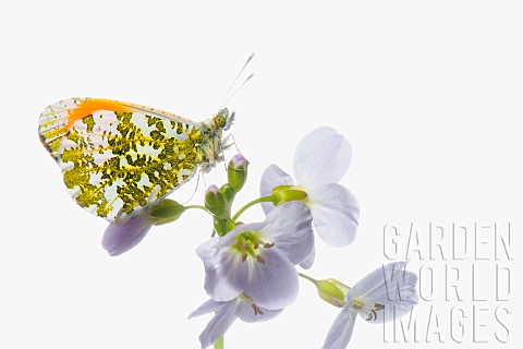 Studio_shot_of_Male_Orange_Tip_butterfly_on_Cardamine_pratensis_Cuckoo_flower