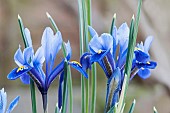 Iris reticulata, Blue flowers growing outdoor.