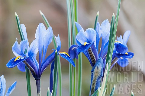 Iris_reticulata_Blue_flowers_growing_outdoor