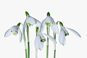 Snowdrop, Galanthus, Studio shot of white flowers.