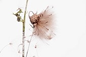 Thistle, Creeping thistle, Cirsium arvense, stdio shot of seedhead.