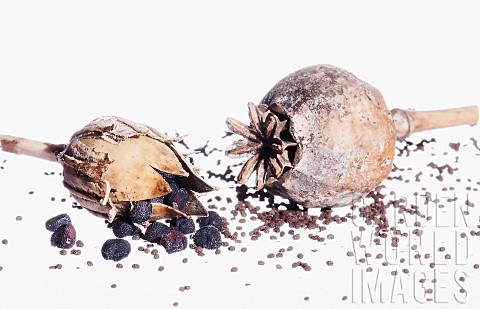 Poppy_Opium_Poppy_Papaver_and_Comcockle_Agrostemma_githago_Studio_shot_of_seedheads_and_seeds