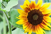 Sunflower ‘The Bees Knees’, Helianthus annuus The Bees Knees, Yellow flower growing outdoor.