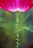 PAPAVER, POPPY