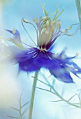 NIGELLA DAMASCENA, (LOVE-IN-A-MIST)