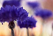 CENTAUREA CYANUS, CORNFLOWER