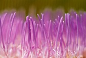 CYNARA SCOLYMUS, ARTICHOKE