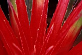 GUZMANIA, BROMELIAD