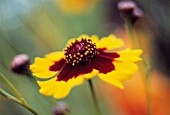 COREOPSIS, COREOPSIS