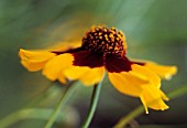 COREOPSIS, COREOPSIS