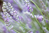 LAVANDULA AUGUSTIFOLIA, LAVENDER