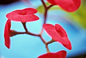 EUPHORBIA, EUPHORBIA, SPURGE