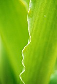 LEAF DETAIL