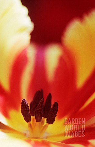 TULIPA_TULIP