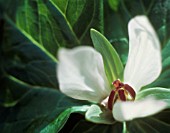 TRILLIUM, TRILLIUM