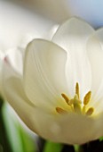 TULIPA, TULIP