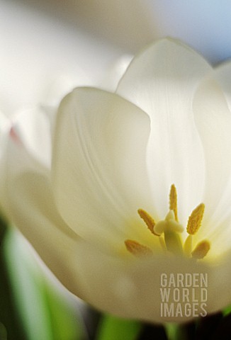 TULIPA_TULIP