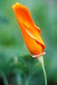 PAPAVER, POPPY