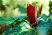 TRILLIUM, TRILLIUM