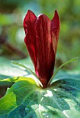 TRILLIUM, TRILLIUM