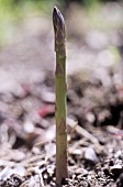 ASPARAGUS OFFICINALIS, ASPARAGUS