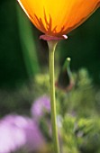 ESCHSCHOLZIA CALIFORNICA, POPPY - CALIFORNIAN POPPY