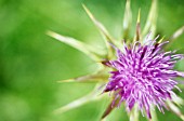 SILYBUM MARIANUM, MILK THISTLE, BLESSED MARY THISTLE