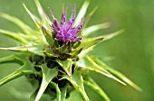 SILYBUM MARIANUM, MILK THISTLE, BLESSED MARY THISTLE