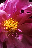 PAEONIA, PEONY