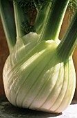 FOENICULUM VULGARE, FENNEL BULB, FLORENCE FENNEL