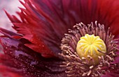 PAPAVER ORIENTALE, POPPY - ORIENTAL POPPY