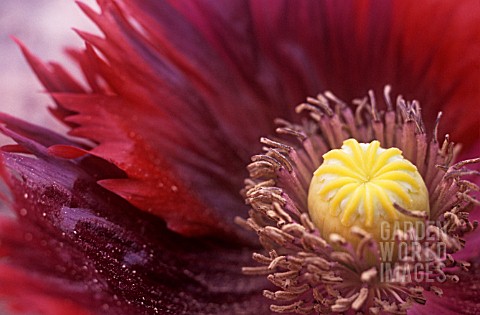 PAPAVER_ORIENTALE_POPPY__ORIENTAL_POPPY