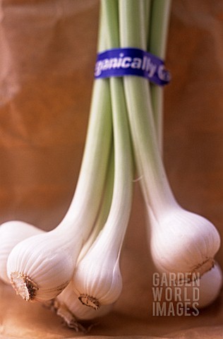 ALLIUM_CEPA_ONION__SPRING_ONION