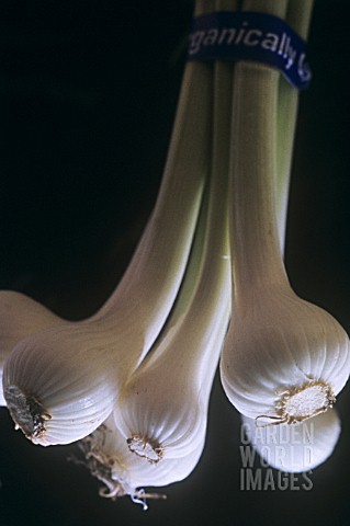 ALLIUM_CEPA_ONION__SPRING_ONION