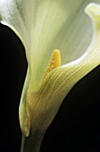 ZANTEDESCHIA, LILY - ARUM LILY, CALLA LILY