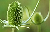 DIPSACUS FULLONUM, TEASEL