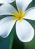 PLUMERIA ALBA, FRANGIPANI, WEST INDIAN JASMINE, MONOI