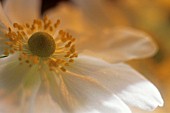 ANEMONE JAPONICA, (JAPANESE ANEMONE)