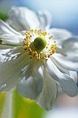 ANEMONE JAPONICA, ANEMONE - JAPANESE ANEMONE