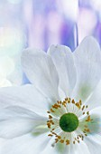 ANEMONE JAPONICA, (JAPANESE ANEMONE)