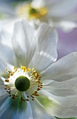 ANEMONE, ANEMONE