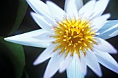 NYMPHAEA, WATER LILY